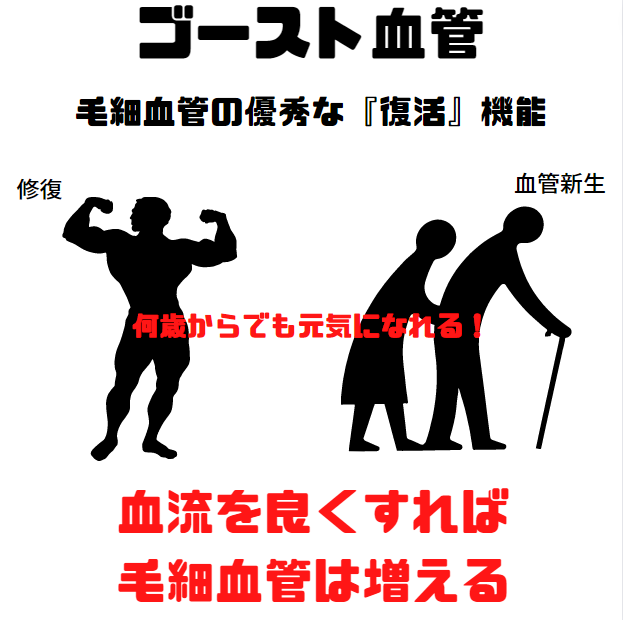 【ゴースト血管】毛細血管には『復活』機能がある