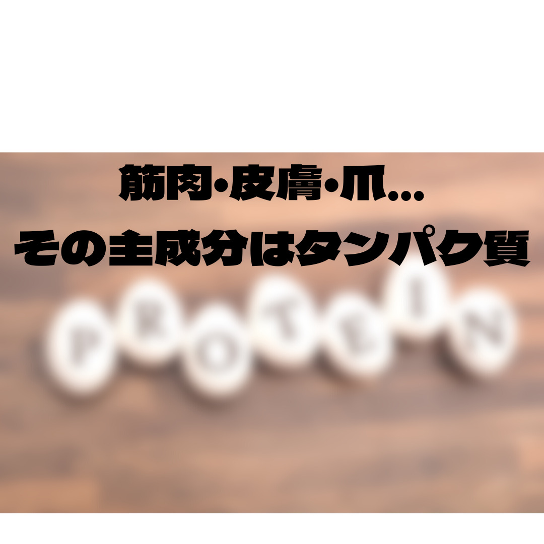【髪だけじゃない！】筋肉・皮膚・爪…その主成分はタンパク質