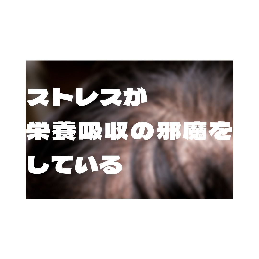 ストレスが栄養の吸収を邪魔している？【薄毛の原因】
